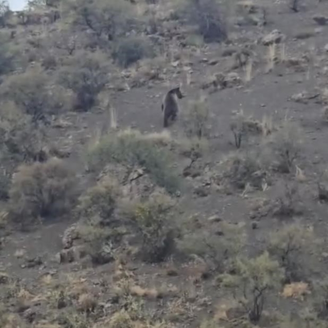 Iğdır'da koyunlarını otlatan çoban boz ayıyla karşılaştı