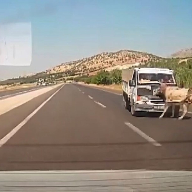 Kamyonetin çarptığı eşek metrelerce havaya fırladı