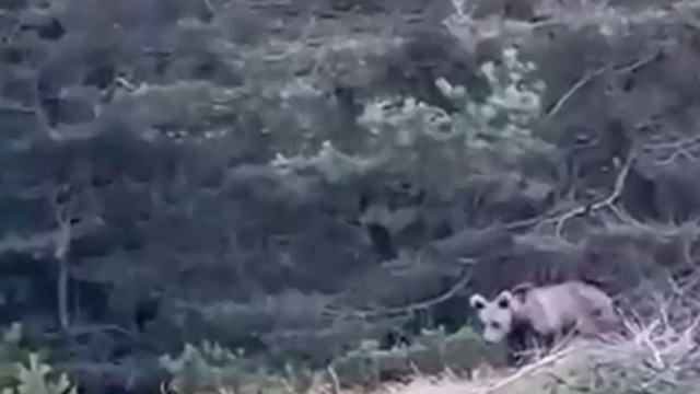 Tokat'ta çoban, karşılaştığı yavru ayıyı görüntüledi