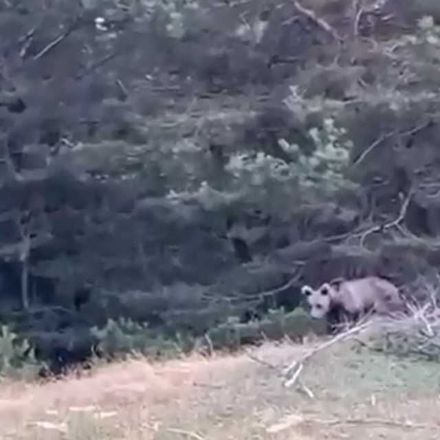 Tokat'ta çoban, karşılaştığı yavru ayıyı görüntüledi