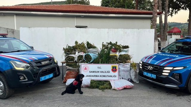 Samsun'da bin 757 kök kenevir ve 138 kilogram esrar ele geçirildi