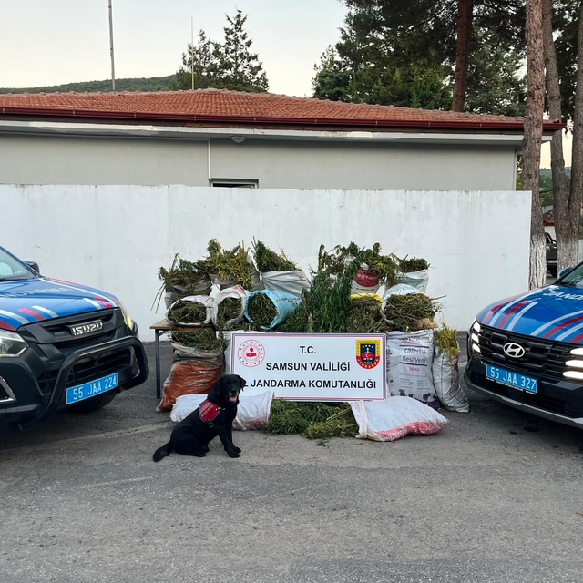 Samsun'da bin 757 kök kenevir ve 138 kilogram esrar ele geçirildi