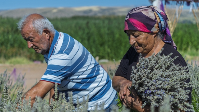 Umutla yetiştirdi, gözyaşlarıyla anlattı: Yaşlı çiftin lavanta bahçesindeki hüzünlü bekleyişi
