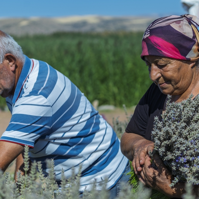 Umutla yetiştirdi, gözyaşlarıyla anlattı: Yaşlı çiftin lavanta bahçesindeki...