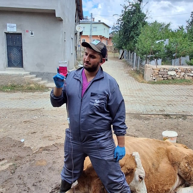 Çukura düşen hamile ineği önce serinletti, sonra kurtardı