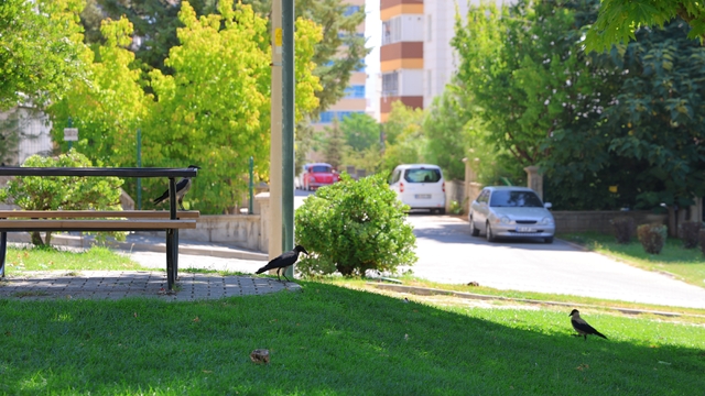 Kahramanmaraş'ta kargalar parkı mesken tuttu