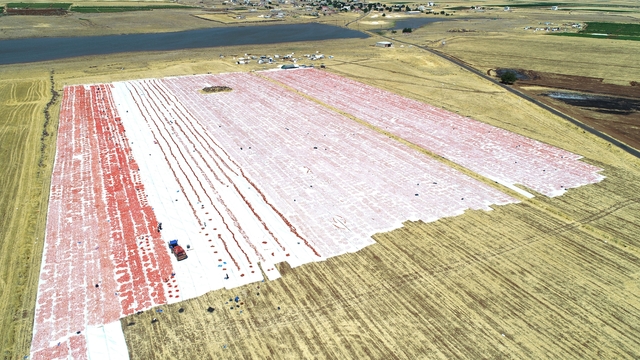 Karacadağ'ın domatesleri dünya sofralarına lezzet katıyor