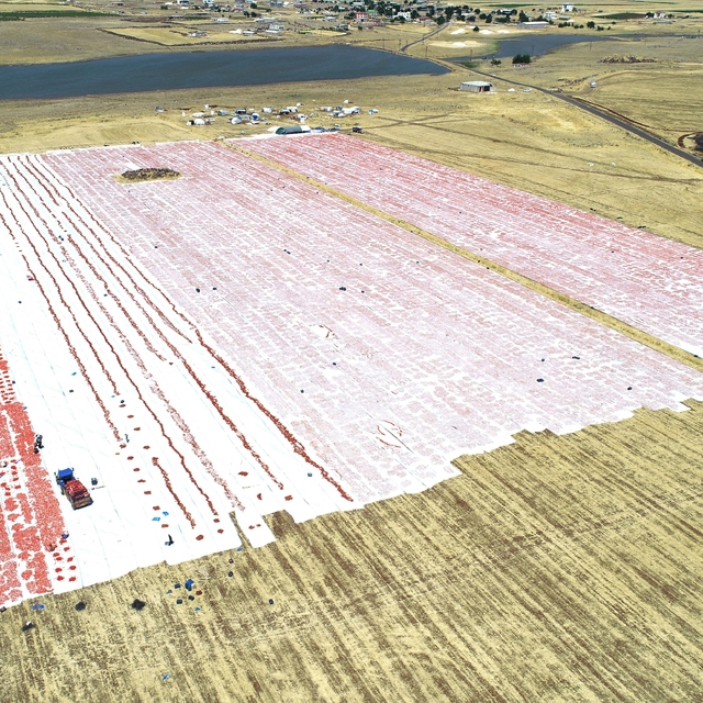 Karacadağ'ın domatesleri dünya sofralarına lezzet katıyor