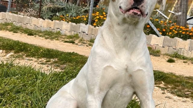 Av tüfeğiyle öldürülen 'Sütlaç' için savcılığa suç duyurusu