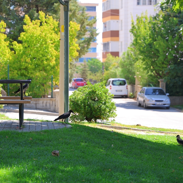Kahramanmaraş'ta kargalar parkı mesken tuttu