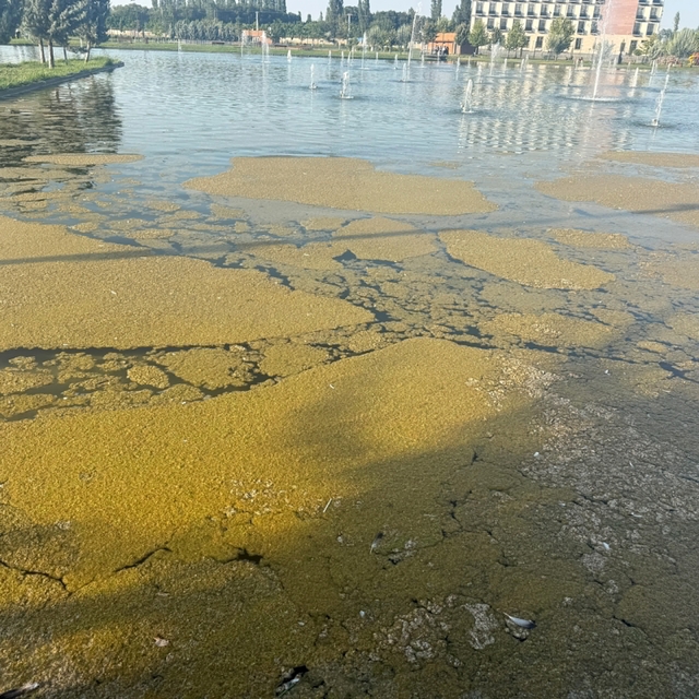 Iğdır Millet Bahçesi'ndeki süs havuzunda kirlilik tepki çekiyor