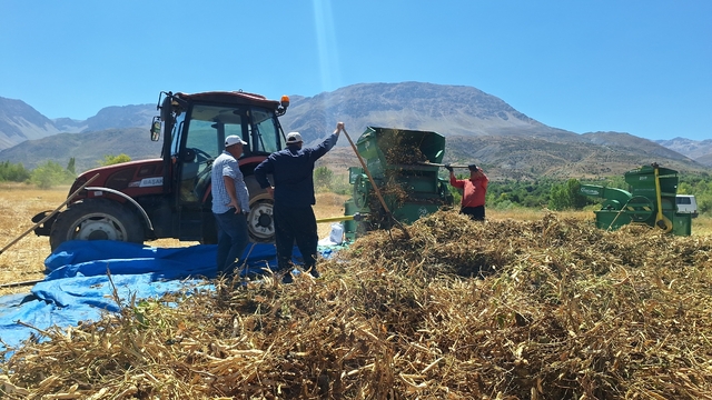 Erzincan'da fasulye hasadı başladı