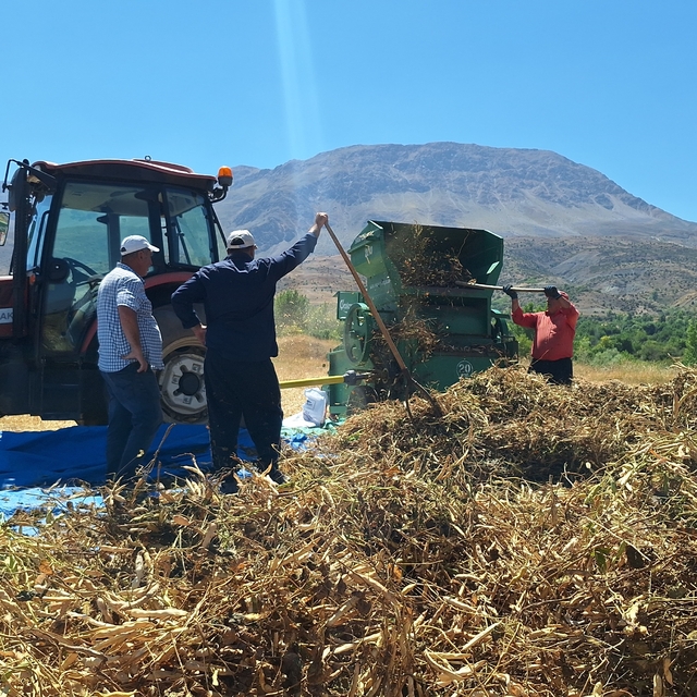 Erzincan'da fasulye hasadı başladı
