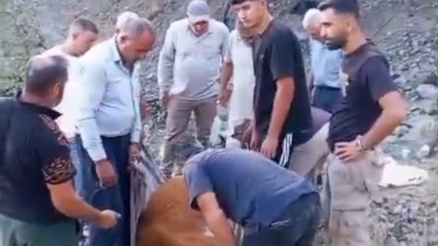 Siirt'te dağda mahsur kalan büyükbaş hayvan telef oldu