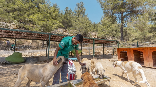 Mersin'de 3 bin 295 kedi ve köpek yeni yuvasına kavuştu