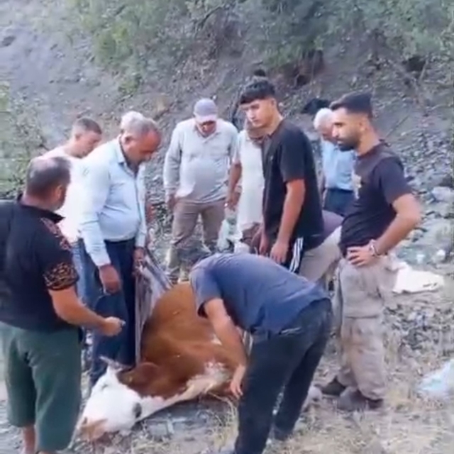 Siirt'te dağda mahsur kalan büyükbaş hayvan telef oldu