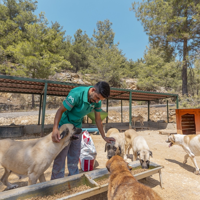 Mersin'de 3 bin 295 kedi ve köpek yeni yuvasına kavuştu