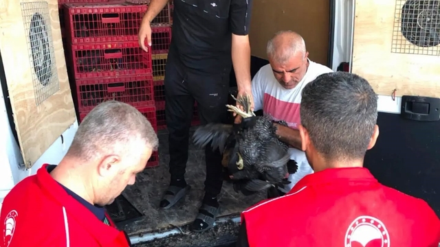 Çelikhan'da 20 aileye 440 kümes hayvanı dağıtıldı