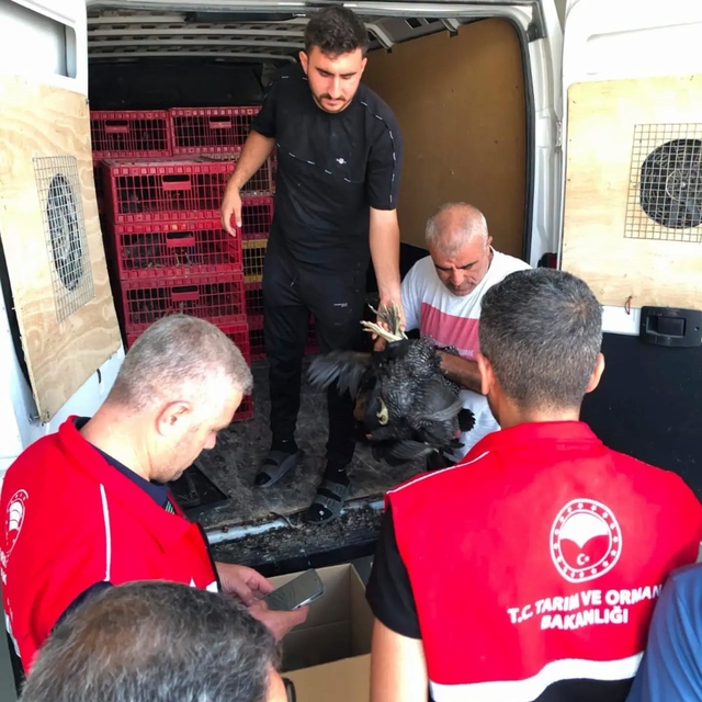 Çelikhan'da 20 aileye 440 kümes hayvanı dağıtıldı