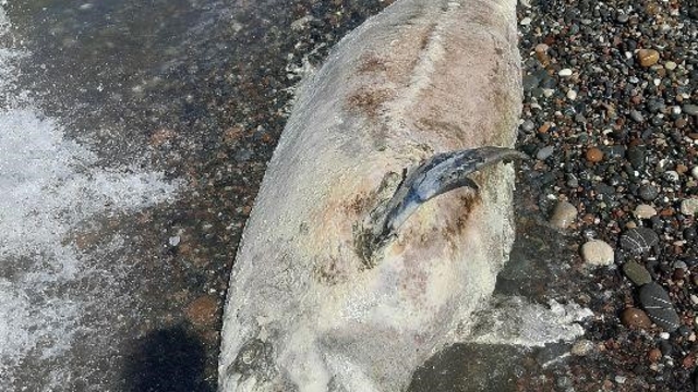 Kastamonu'da ölü yunus balığı karaya vurdu