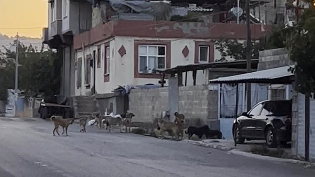 Gaziantep'te tedirgin eden görüntü: Başıboş sokak köpekleri sürü halinde
Vatandaşlardan toplatılma çağrısı