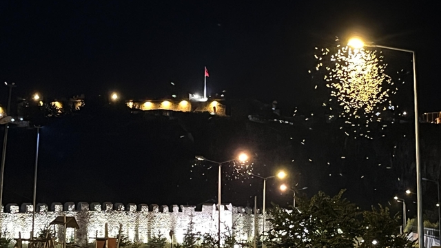 Kelebeklerin 'ölüm dansı' sürüyor