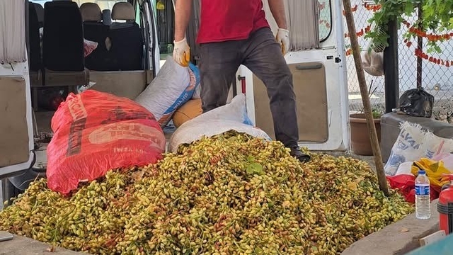 Çermik'te fıstık hasadı başladı
