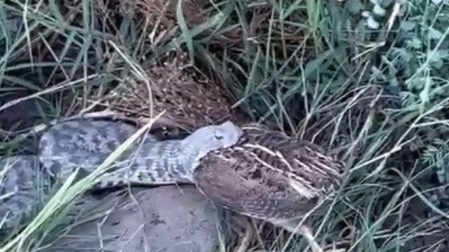 Engerek yılanının bıldırcın avı kameraya yansıdı