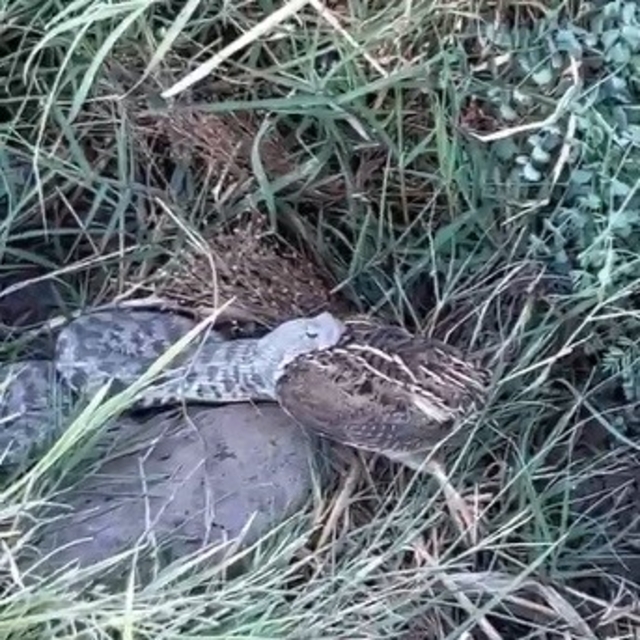 Engerek yılanının bıldırcın avı kameraya yansıdı