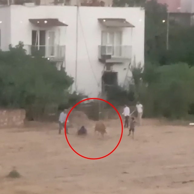 Kaçan inek sahibini yere düşürdü; o anlar kamerada