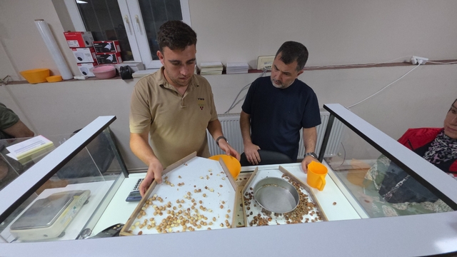 Fındık alımı başladı, araçlar kapı önünde kuyruk oldu