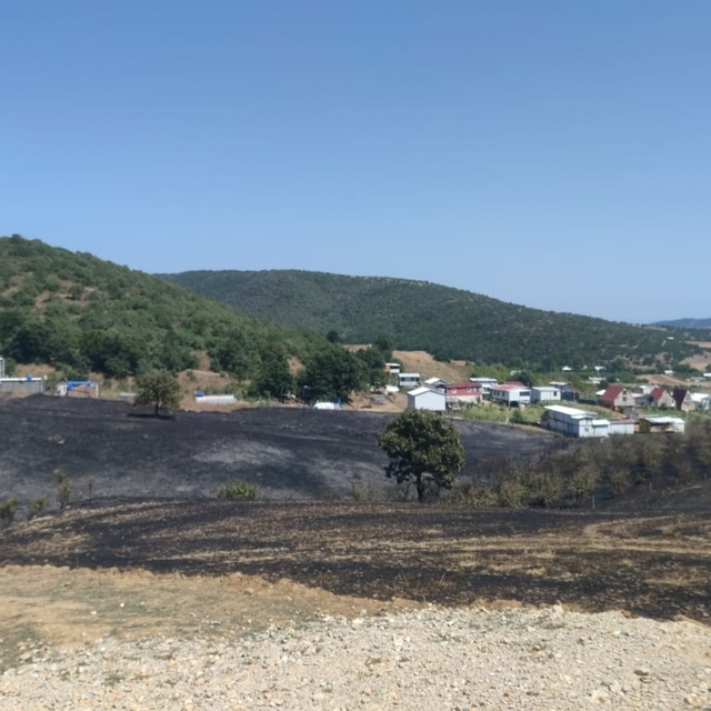 Bursa'da anız yangını ormana sıçradı (2)