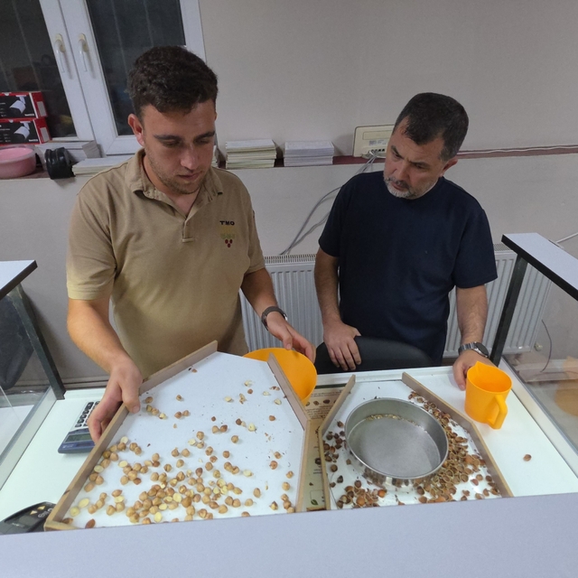Fındık alımı başladı, araçlar kapı önünde kuyruk oldu