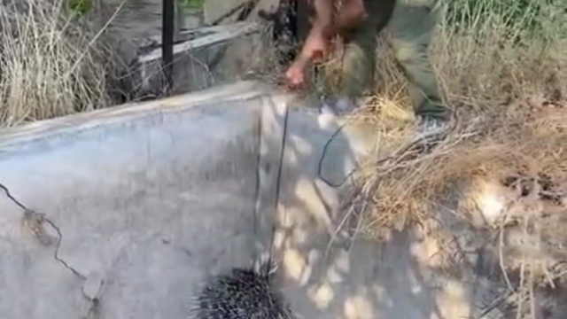 Nesli tükenme tehlikesi altındaki oklu kirpi böyle kurtarıldı
Sulama havuzuna düşen oklu kirpi kurtarıldı