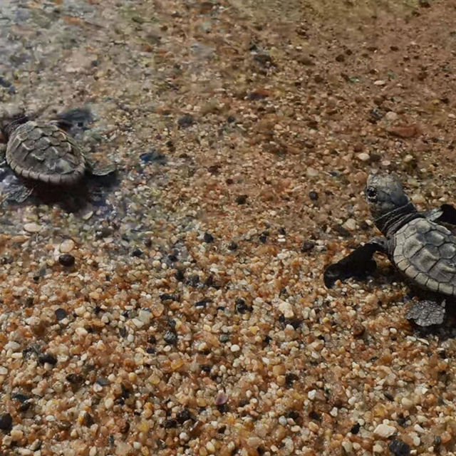 Kuşadası'nda caretta caretta yavruları denizle buluştu