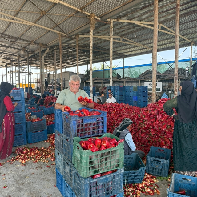 Kapya biberde fabrikaların fiyat düşürmek için ürün alımını geciktirdiği id...