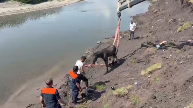Kura Nehri'nde bataklığa saplanan at vinç yardımıyla kurtarıldı