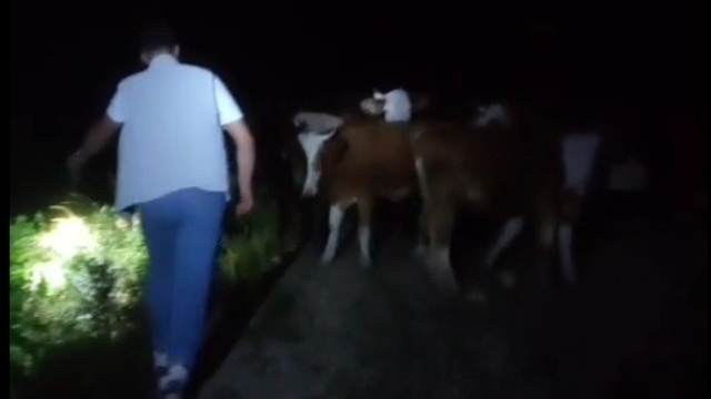 Bayburt'ta sürüden ayrılan 13 inek sahipleri tarafından dağda bulundu