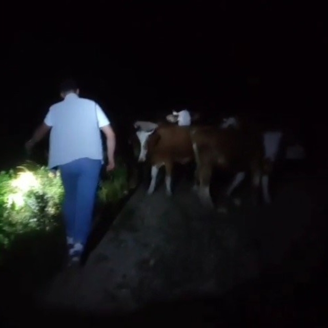 Bayburt'ta sürüden ayrılan 13 inek sahipleri tarafından dağda bulundu