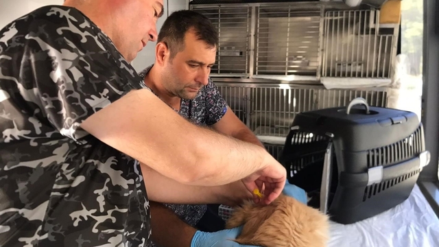 Savaştepe'de can dostlara bakım ve tedavi