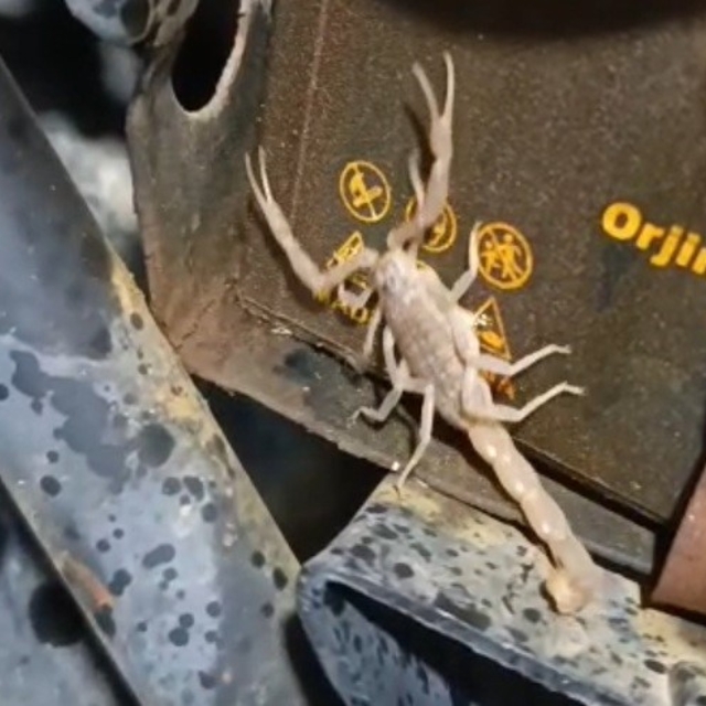 Motosikletin motorundan akrep çıktı
