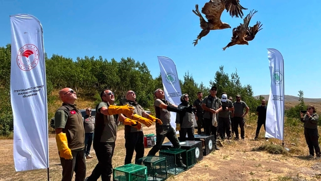 Nemrut Kalderası Milli Parkı'nda 5 yaban hayvanı doğaya salındı