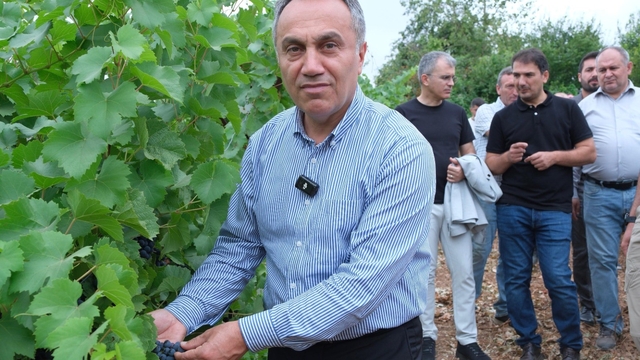 TOGÜ bağlarında sezonun ilk üzüm hasadı yapıldı