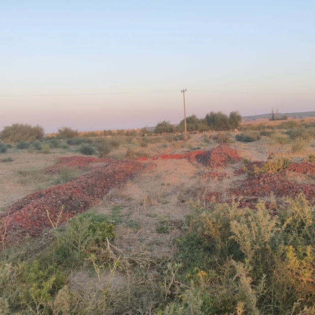 Dökülen domateslerin çürük olduğu ortaya çıktı
Tır dolusu domatesleri döker...