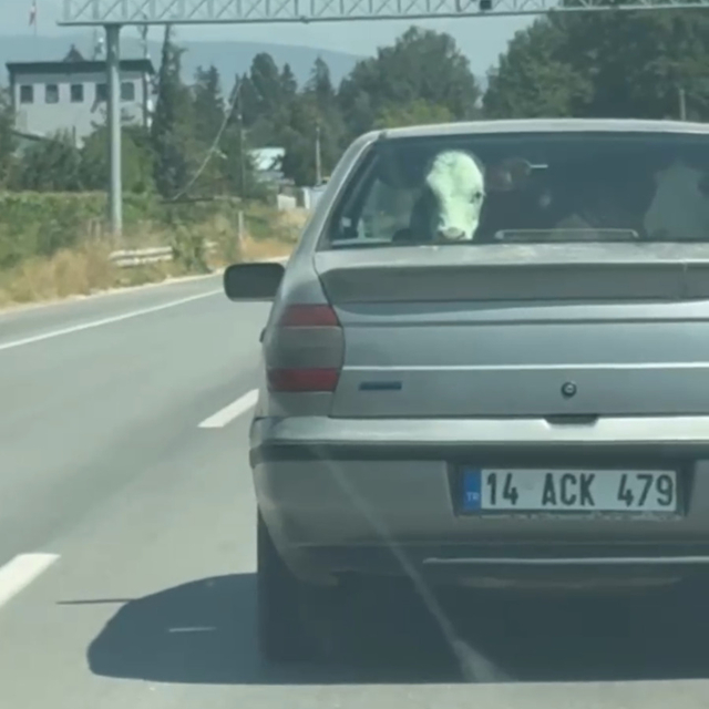 Buzağıyı otomobilin arka koltuğunda taşıdılar