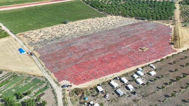 Malatya'da tarlalar kırmızıya boyandı
Kayısının başkentinden dünya sofralarına kurutulmuş domates