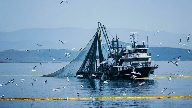 'Bu sene denizlerin padişahı palamut olacak'