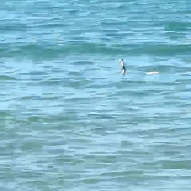 Çeşme'de denizde yılan paniği