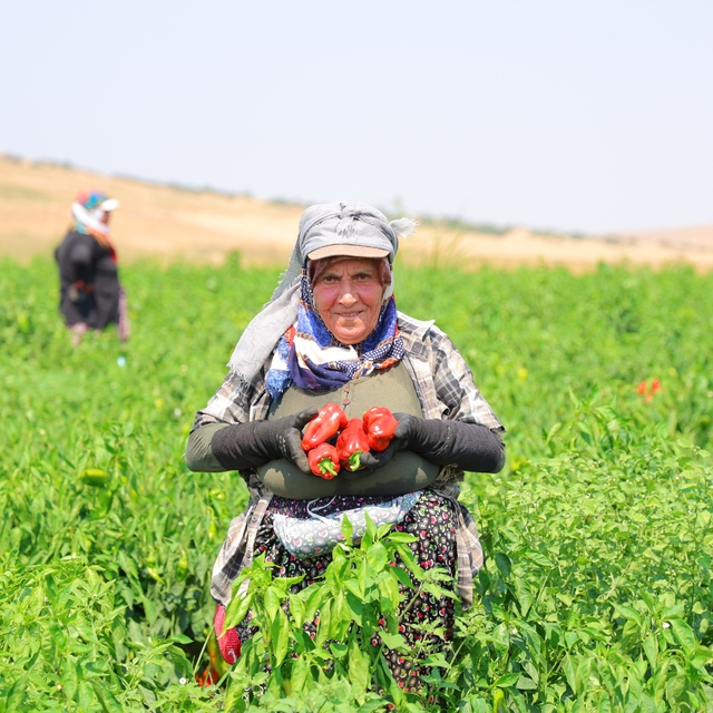 Kahramanmaraş'ta salçalık biber hasadı başladı
Maraş'ın kırmızı altınında h...