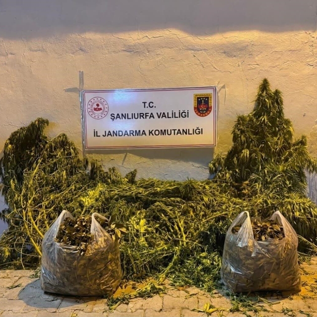 Şanlıurfa'da 625 kök kenevir ele geçirildi